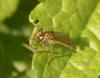 Machimus rusticus